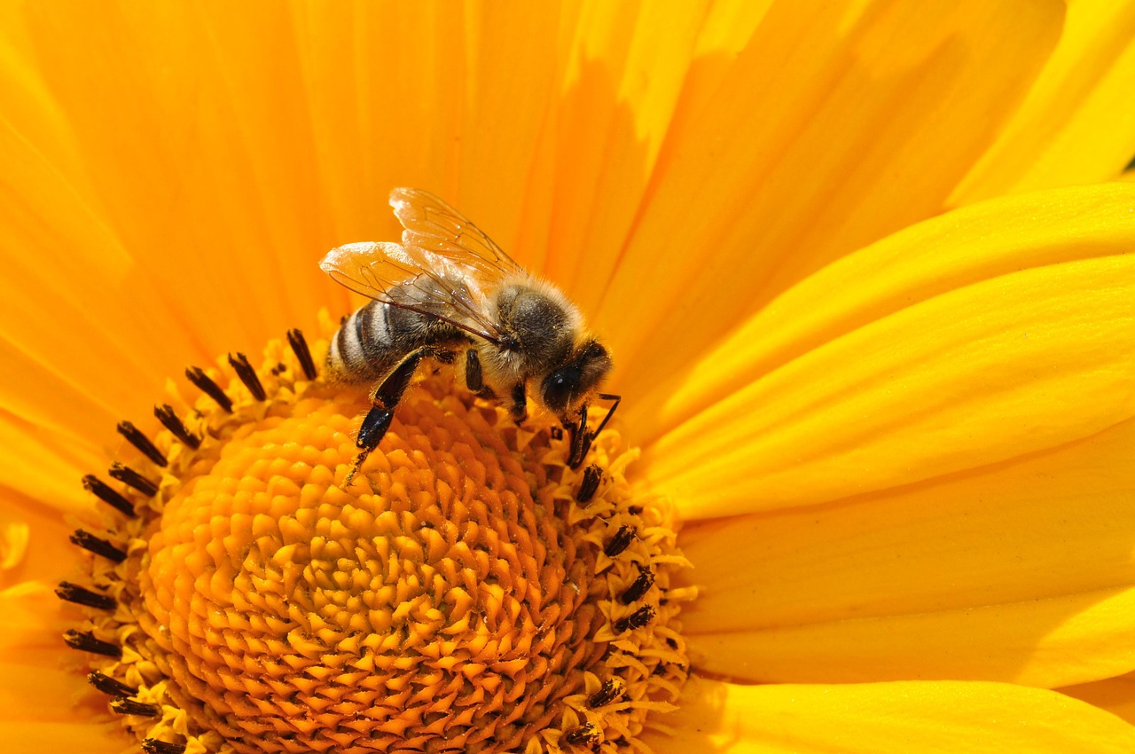 Plantes mellifères découvrez leur rôle essentiel et les meilleures variétés à cultiver