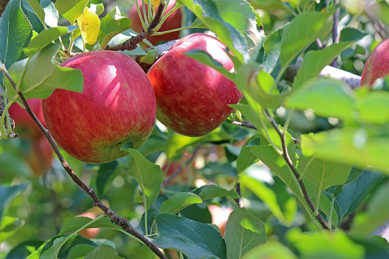 Pommier - Arbres fruitiers l’engrais idéal pour une récolte abondante !
