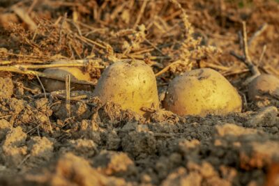 Pomme de terre au potager