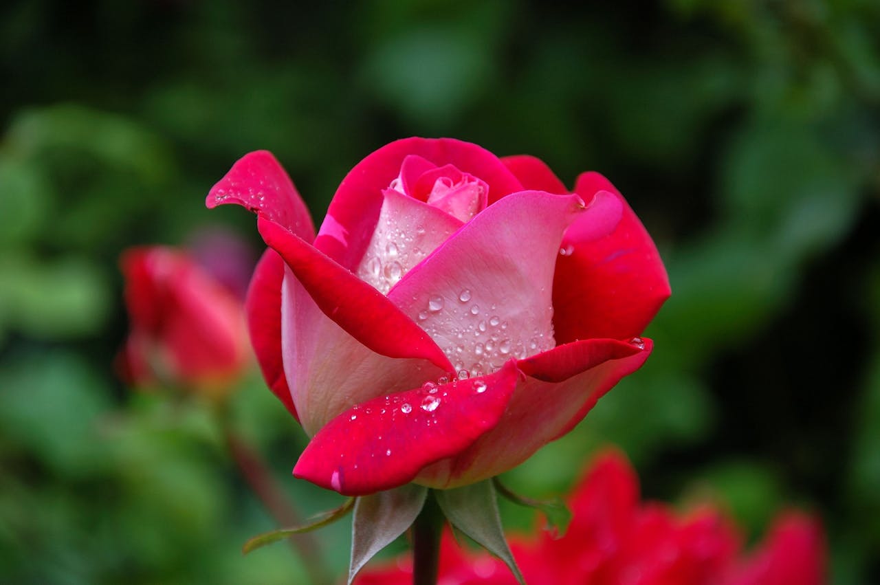 Rosiers spectaculaires quelles variétés choisir pour un jardin aux mille couleurs