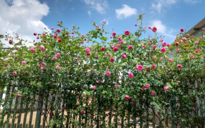 Ne plantez plus vos rosiers grimpants seuls : découvrez les associations qui multiplient leur beauté