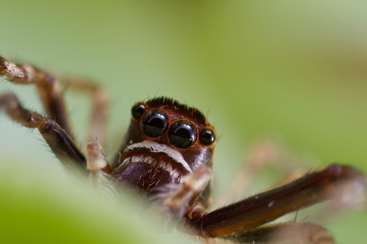 Solutions naturelles pour repousser les araignées