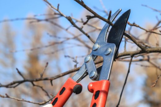 À épingler : Taille des arbres fruitiers : le moment idéal pour une taille réussie selon le type d’arbre