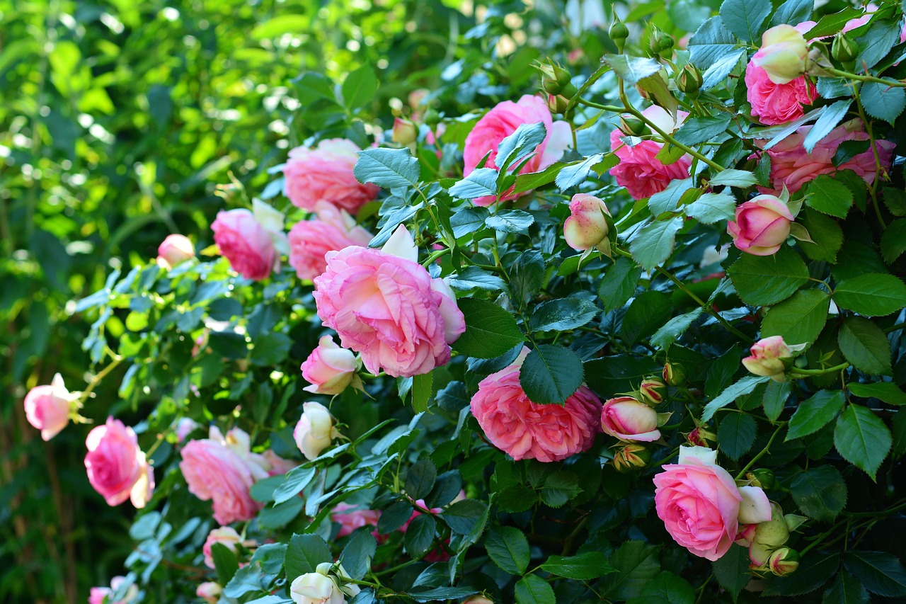 Taille des rosiers pour une floraison abondante