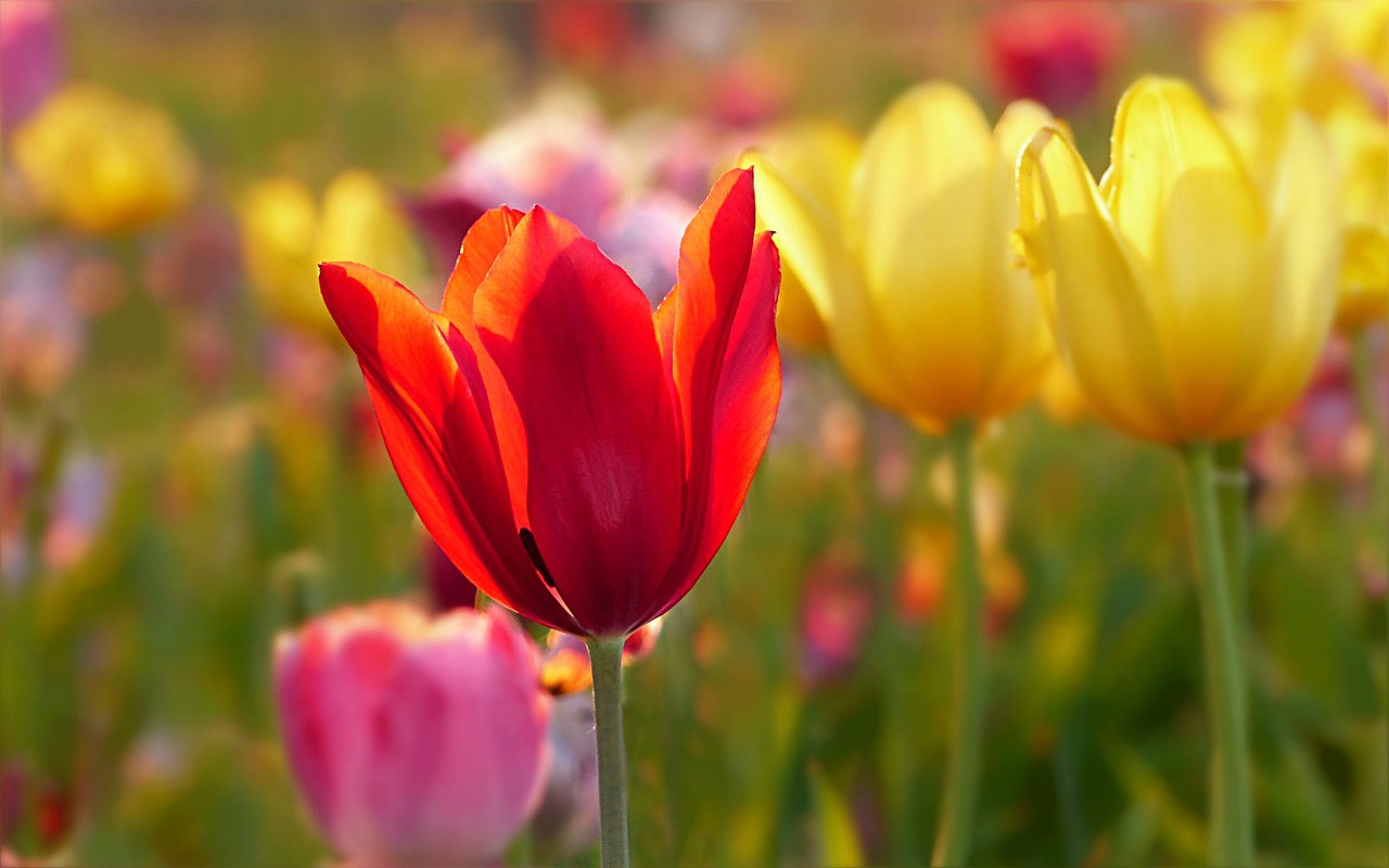 Tulipes - fleurs à bulbe