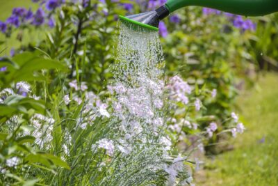 Arrosage des plantes : les 10 erreurs fréquentes à éviter