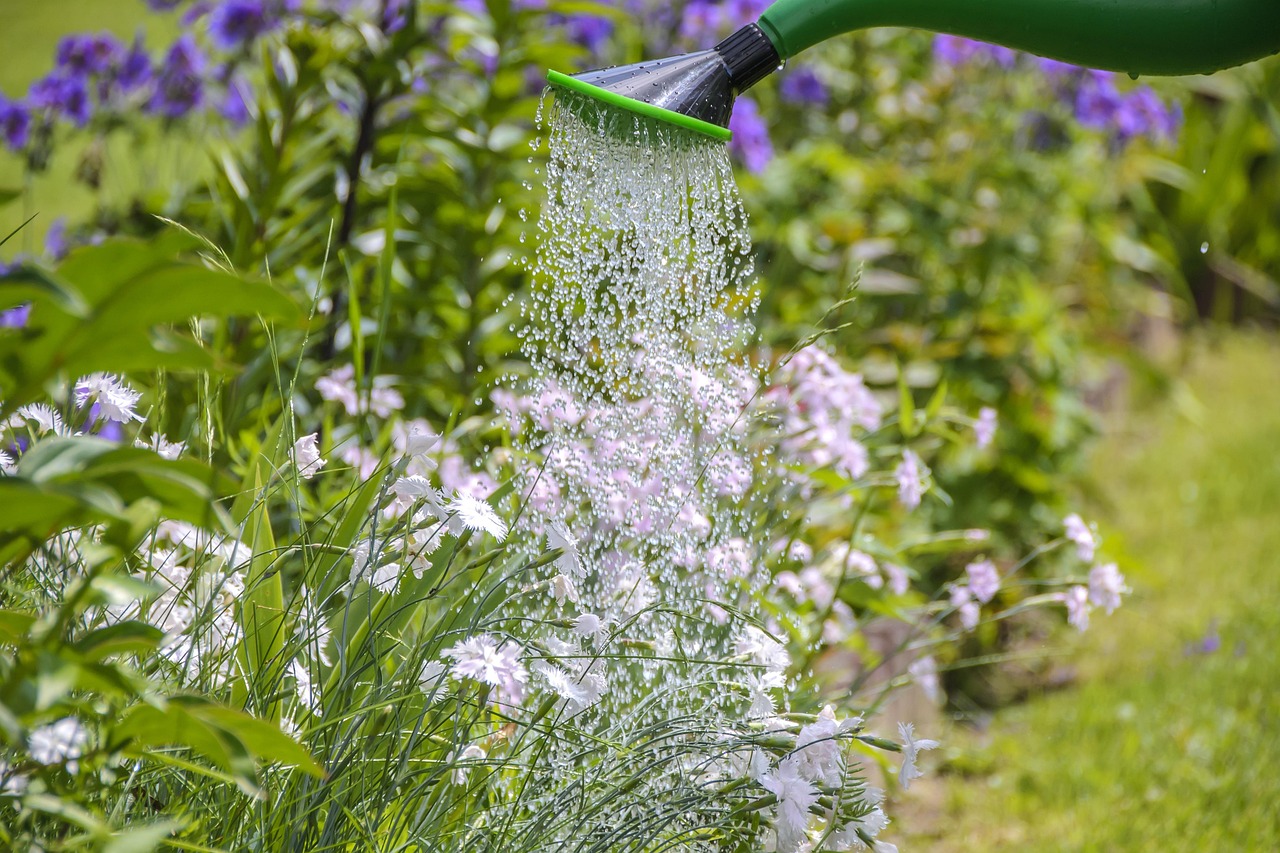 Arrosage des plantes : les 10 erreurs fréquentes à éviter