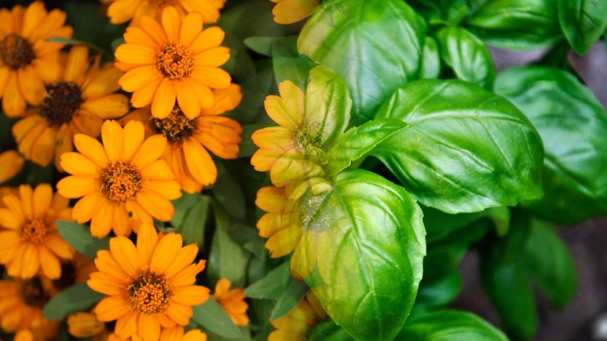 basilic et calendula