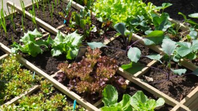beau potager