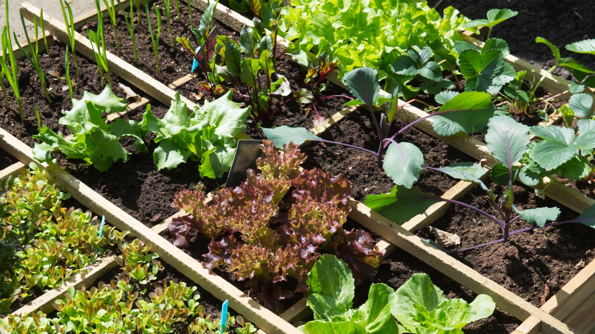 beau potager