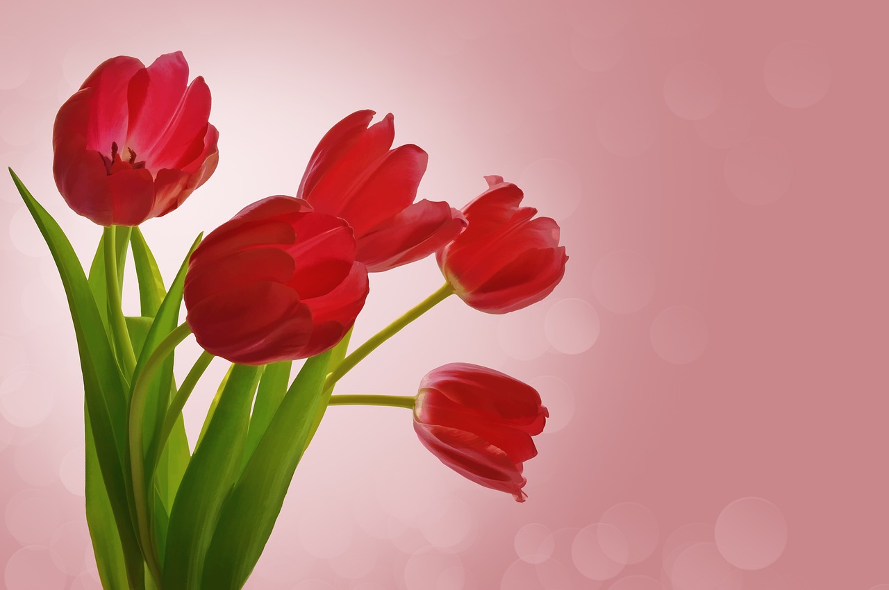Bouquet de tulipes