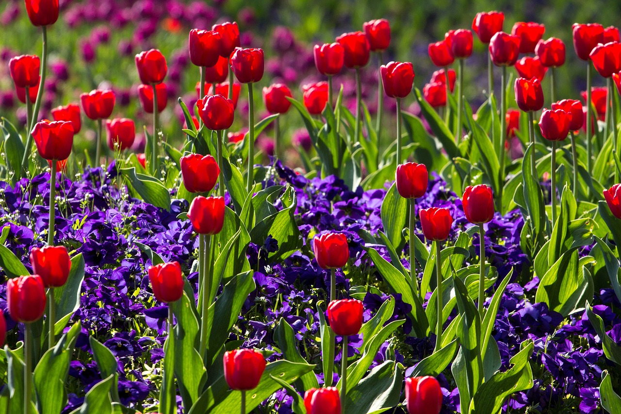 Bulbes de printemps