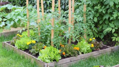 Carré potager avec des planches