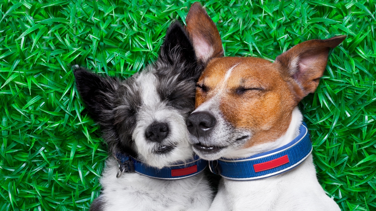 chien environnement