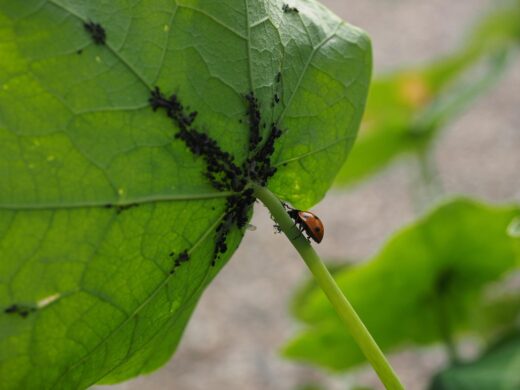 Coccinelle et puceron - solutions naturelles