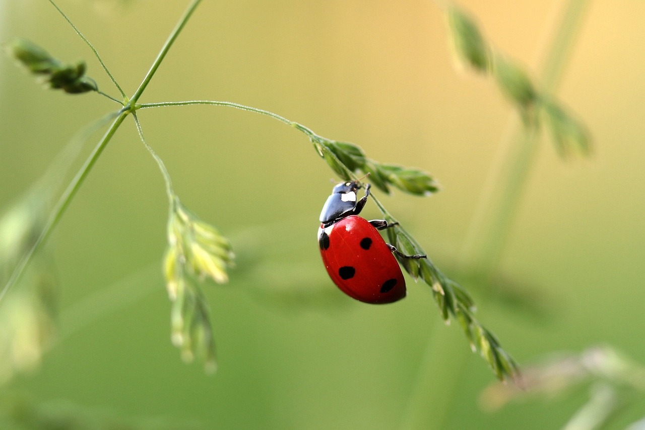 Coccinelles : l'arme secrète pour éliminer les parasites sans produits chimiques