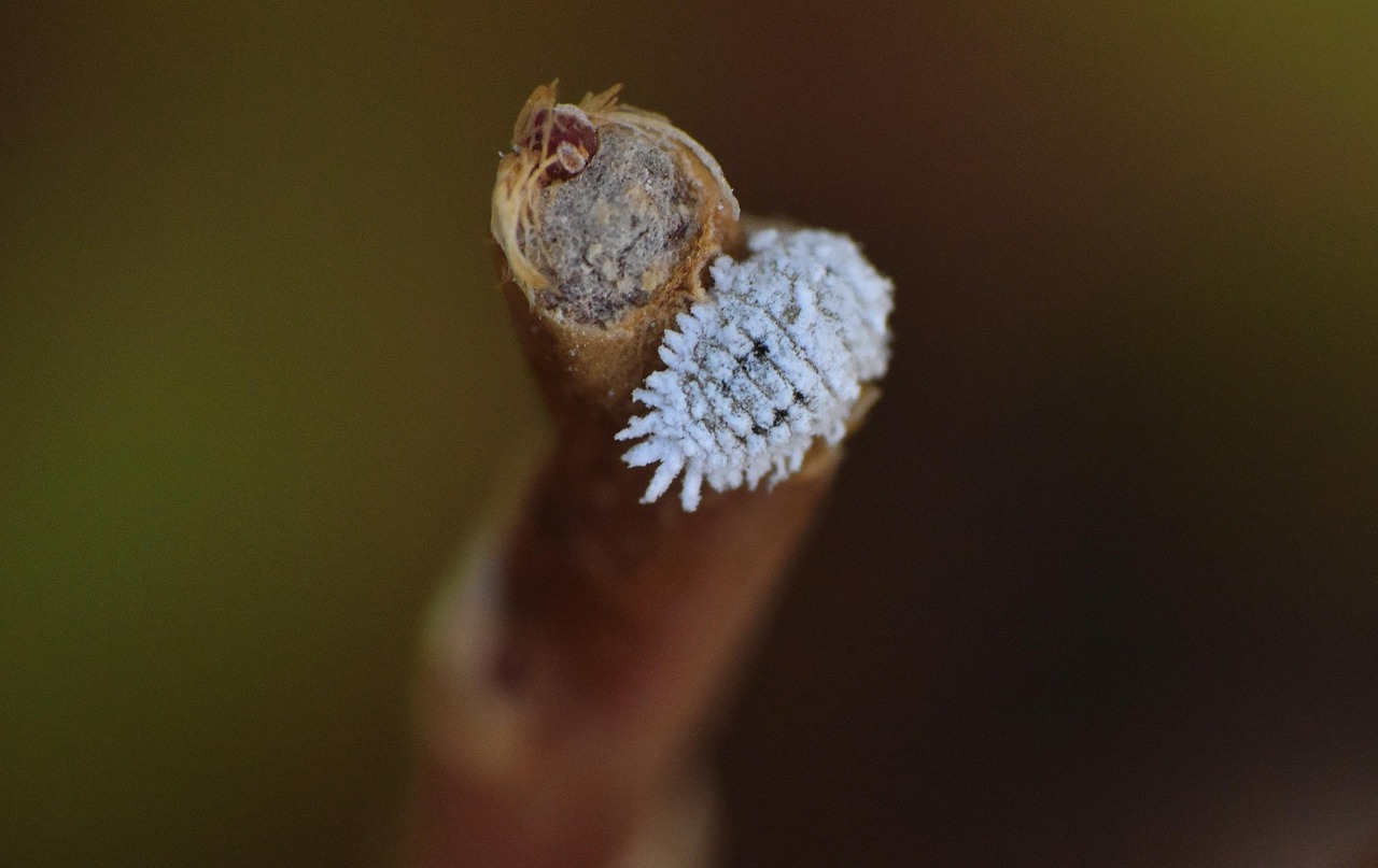 Cochenille sur un citronnier