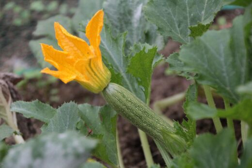 Courgette et courge au potager