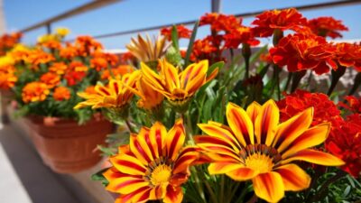 des gazanias