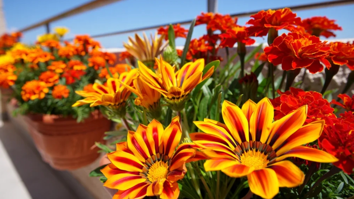 des gazanias