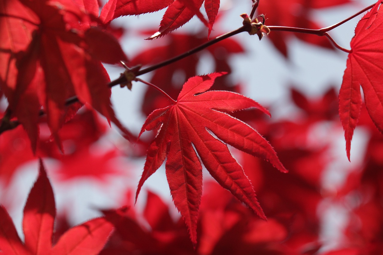 Ces 12 arbustes au feuillage rouge pour une touche spectaculaire en ...