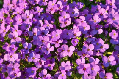 Feuillage persistant et éclat de couleurs 15 plantes couvre-sol à adopter