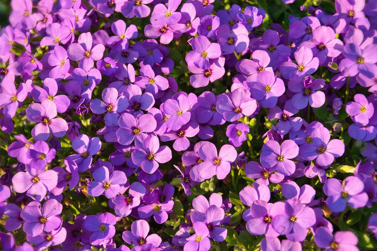 Feuillage persistant et éclat de couleurs 15 plantes couvre-sol à adopter