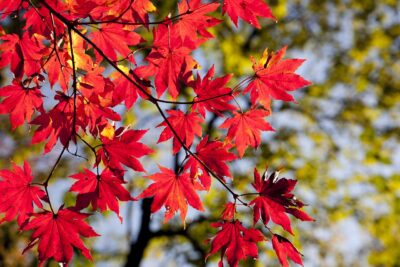Feuillage rouge
