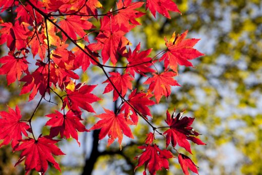 Feuillage rouge