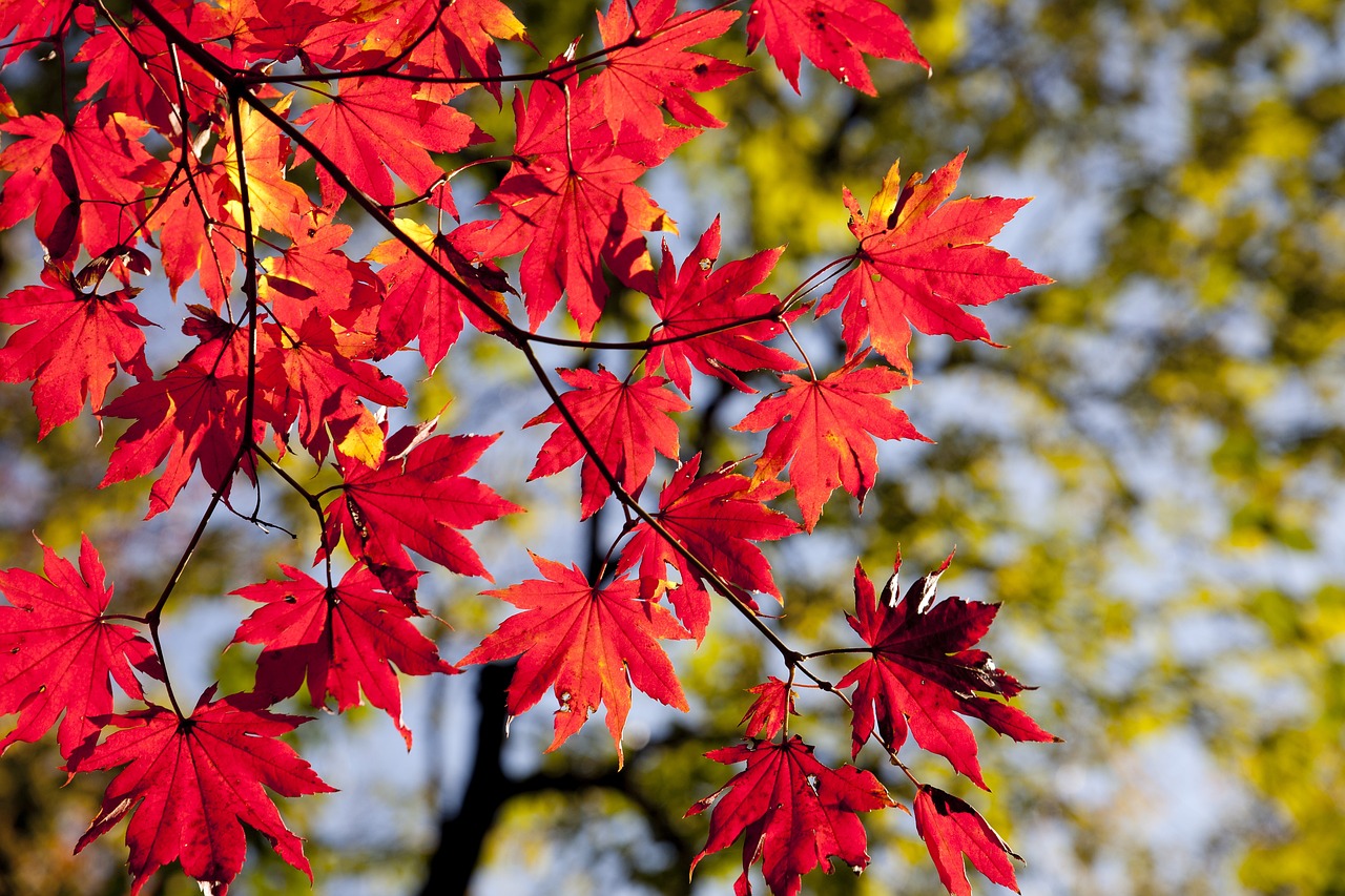 Feuillage rouge