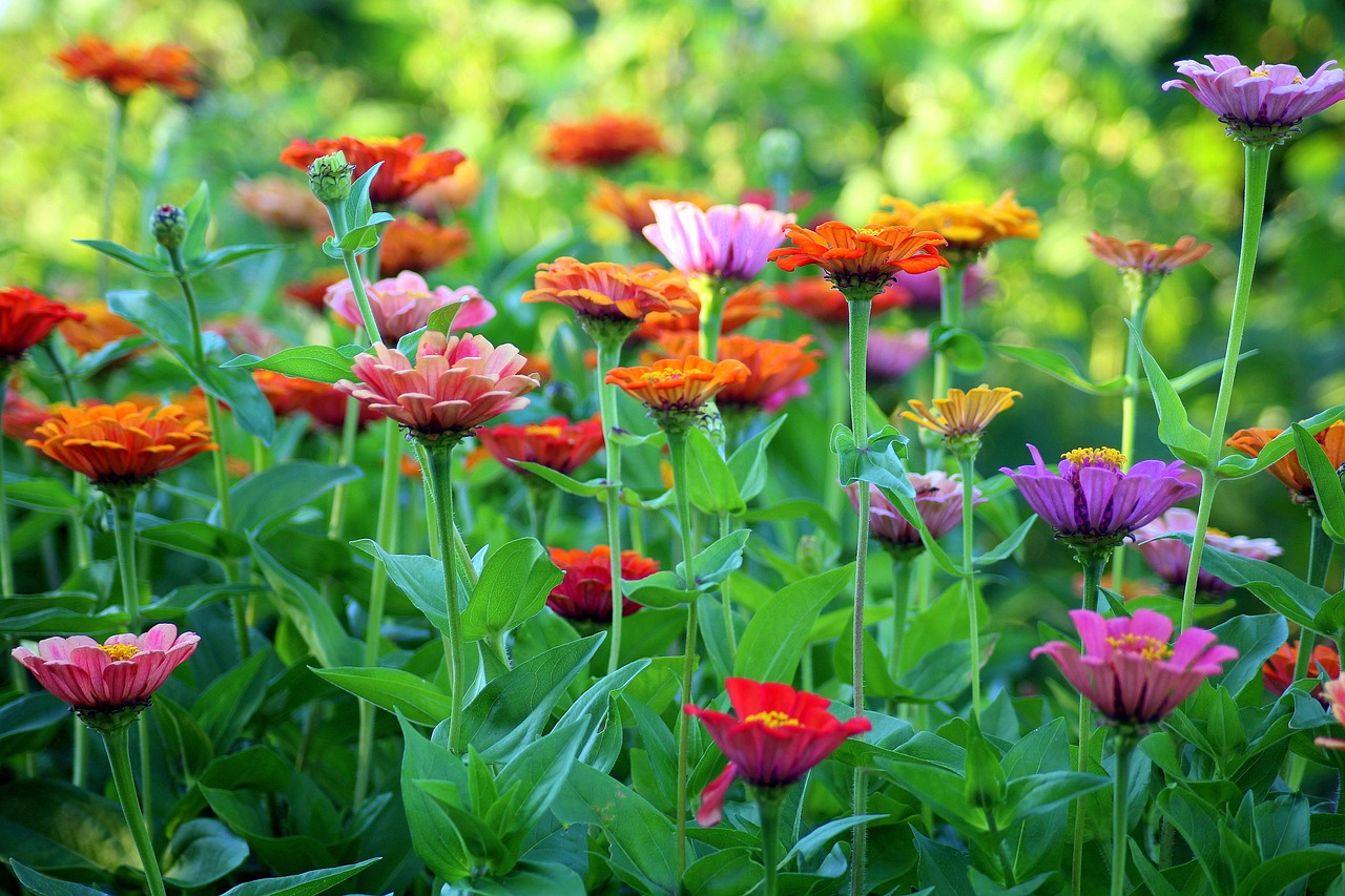 Fleurs d'été