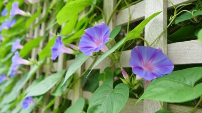 fleurs L’ipomée