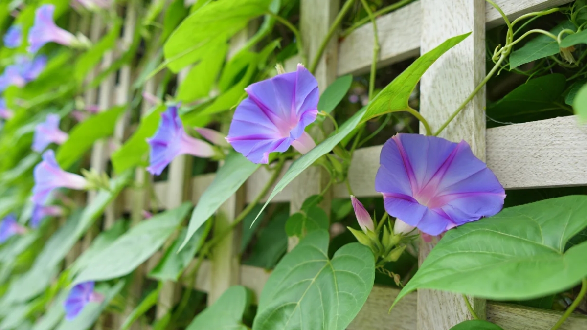 fleurs L’ipomée