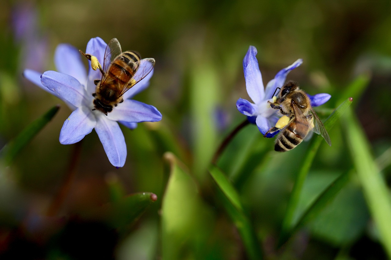 Fleurs méllifères
