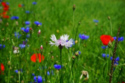 Fleurs sauvages au jardin
