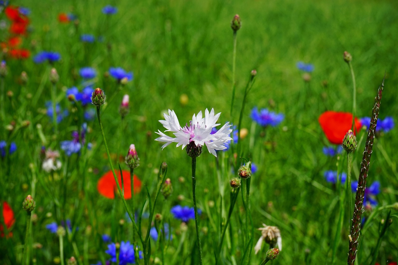 Fleurs sauvages au jardin