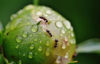 Fourmis dans le jardin