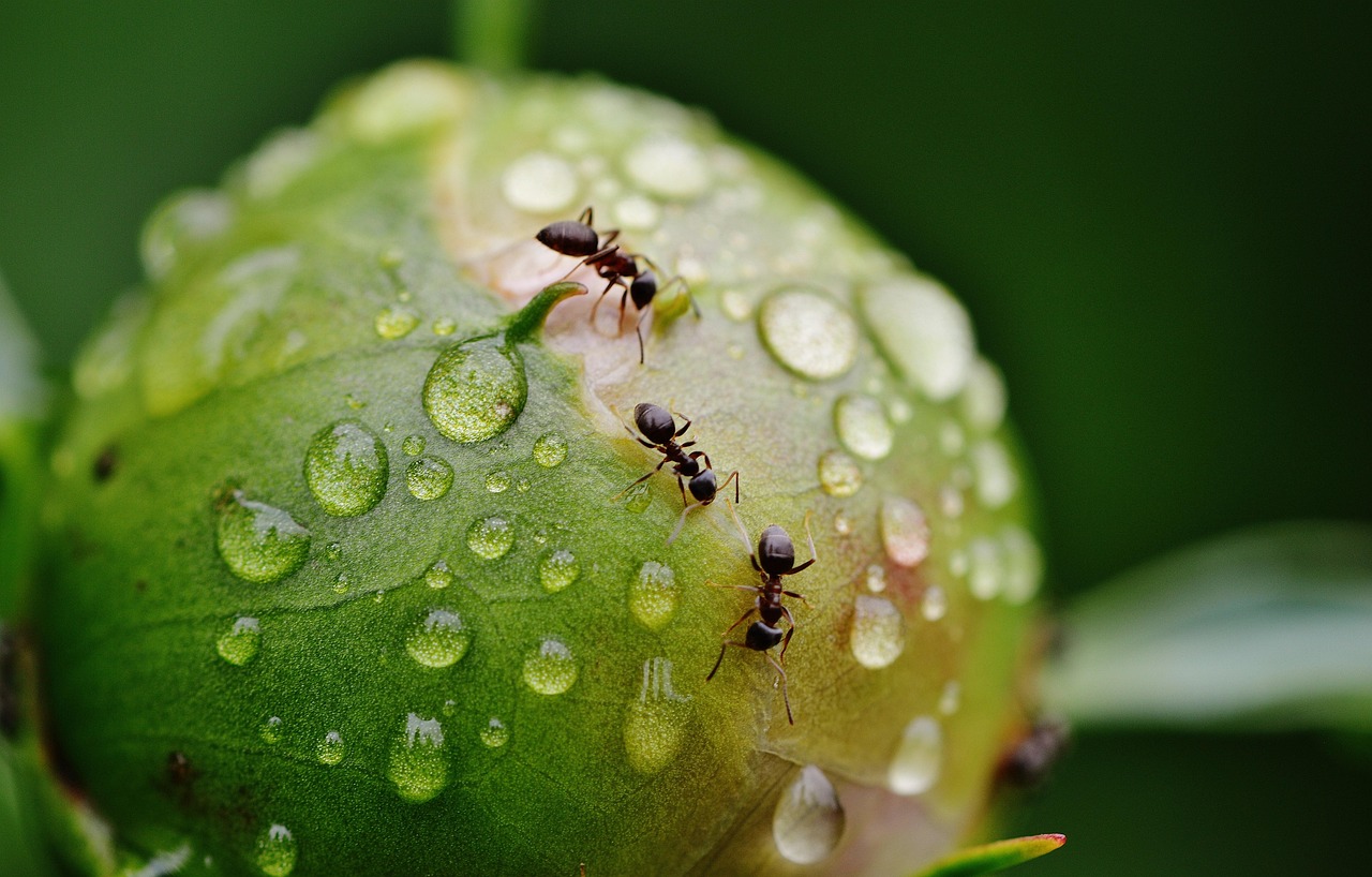Fourmis dans le jardin
