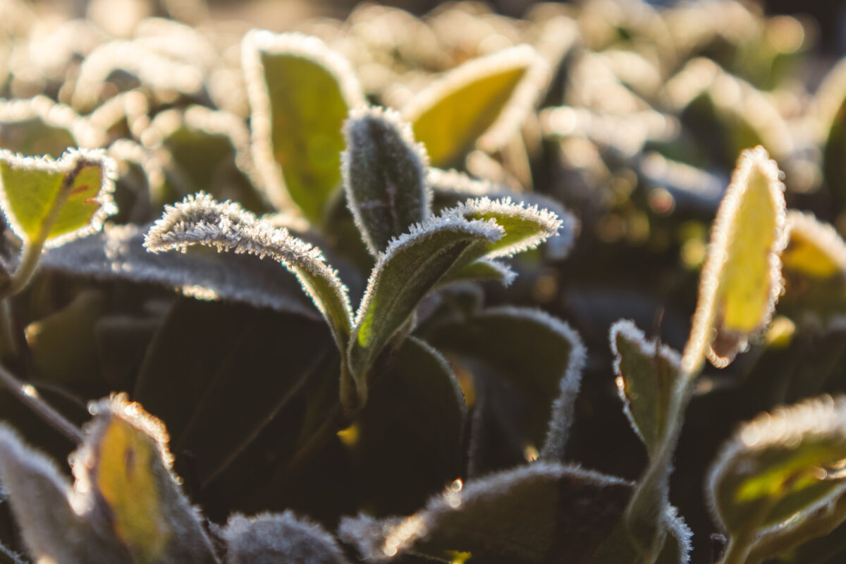 Gelée tardive au potager