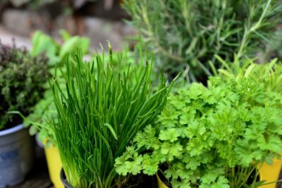 Herbes aromatiques : les meilleures associations