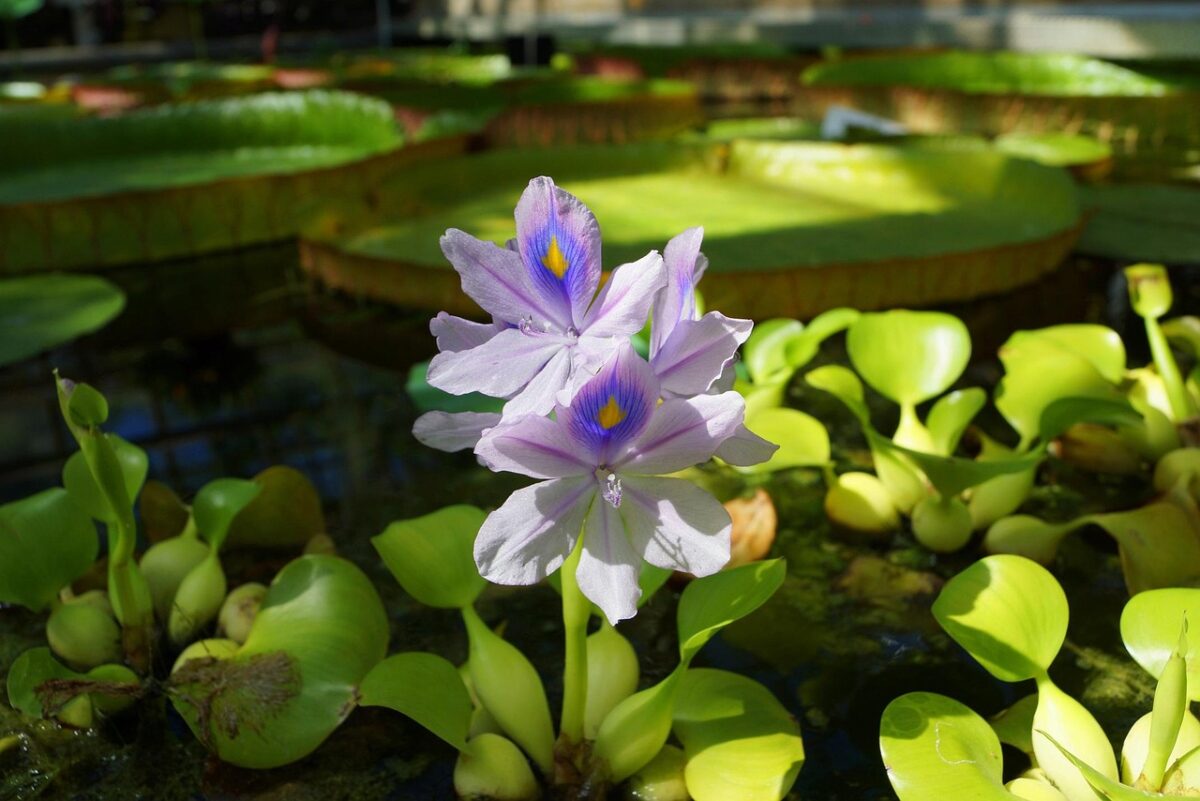 Jacinthe d’eau