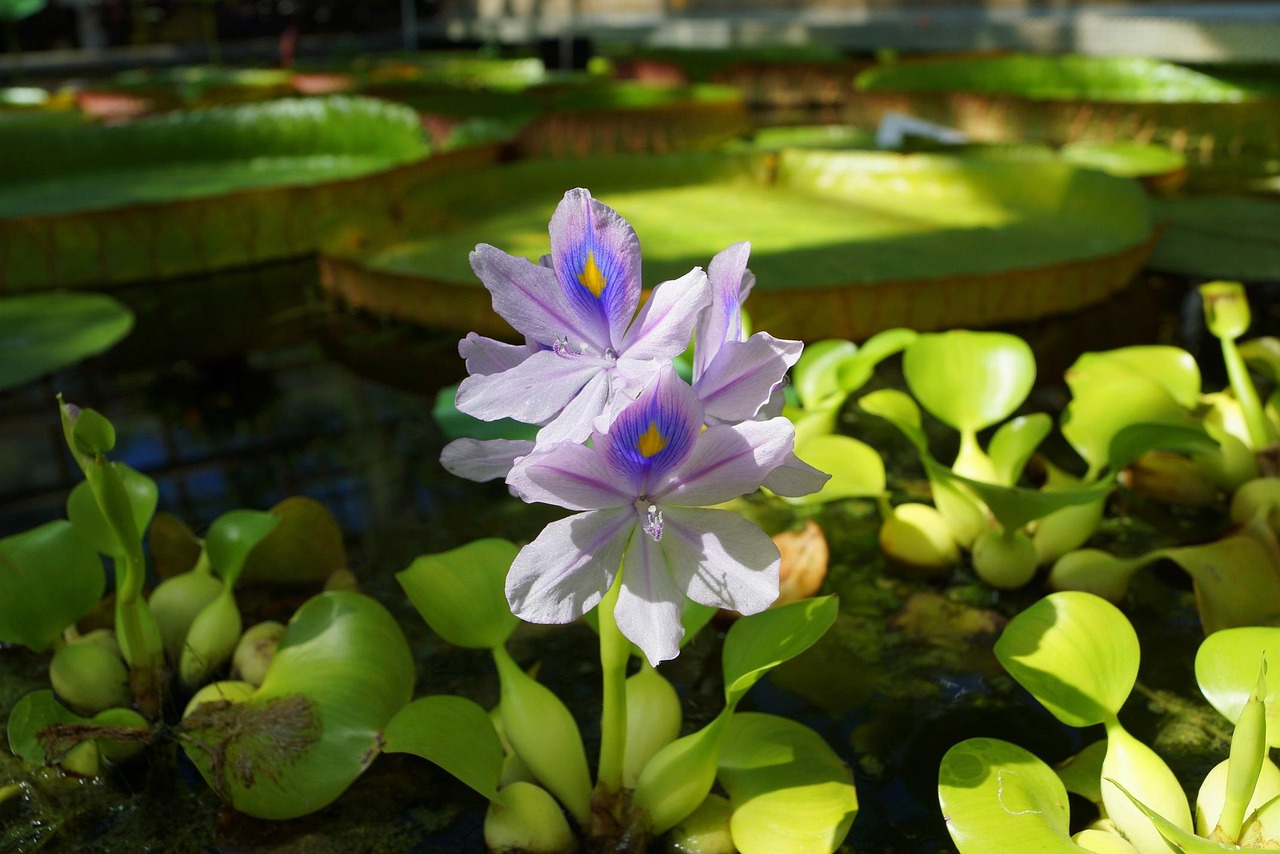 Jacinthe d’eau