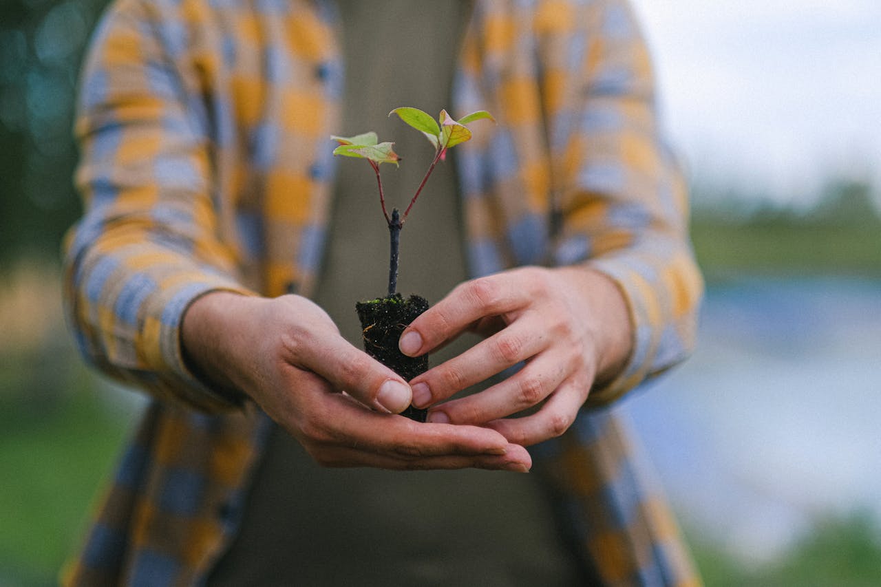 Jeunes arbres : les gestes essentiels pour une croissance parfaite et robuste