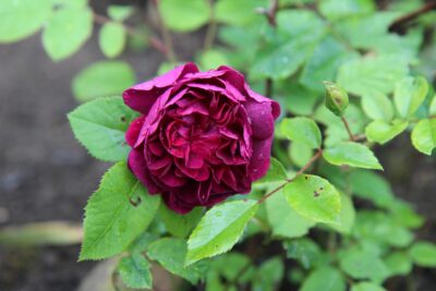 Maladies du rosier voici comment éliminer maladies et parasites