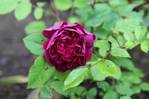 Maladies du rosier voici comment éliminer maladies et parasites