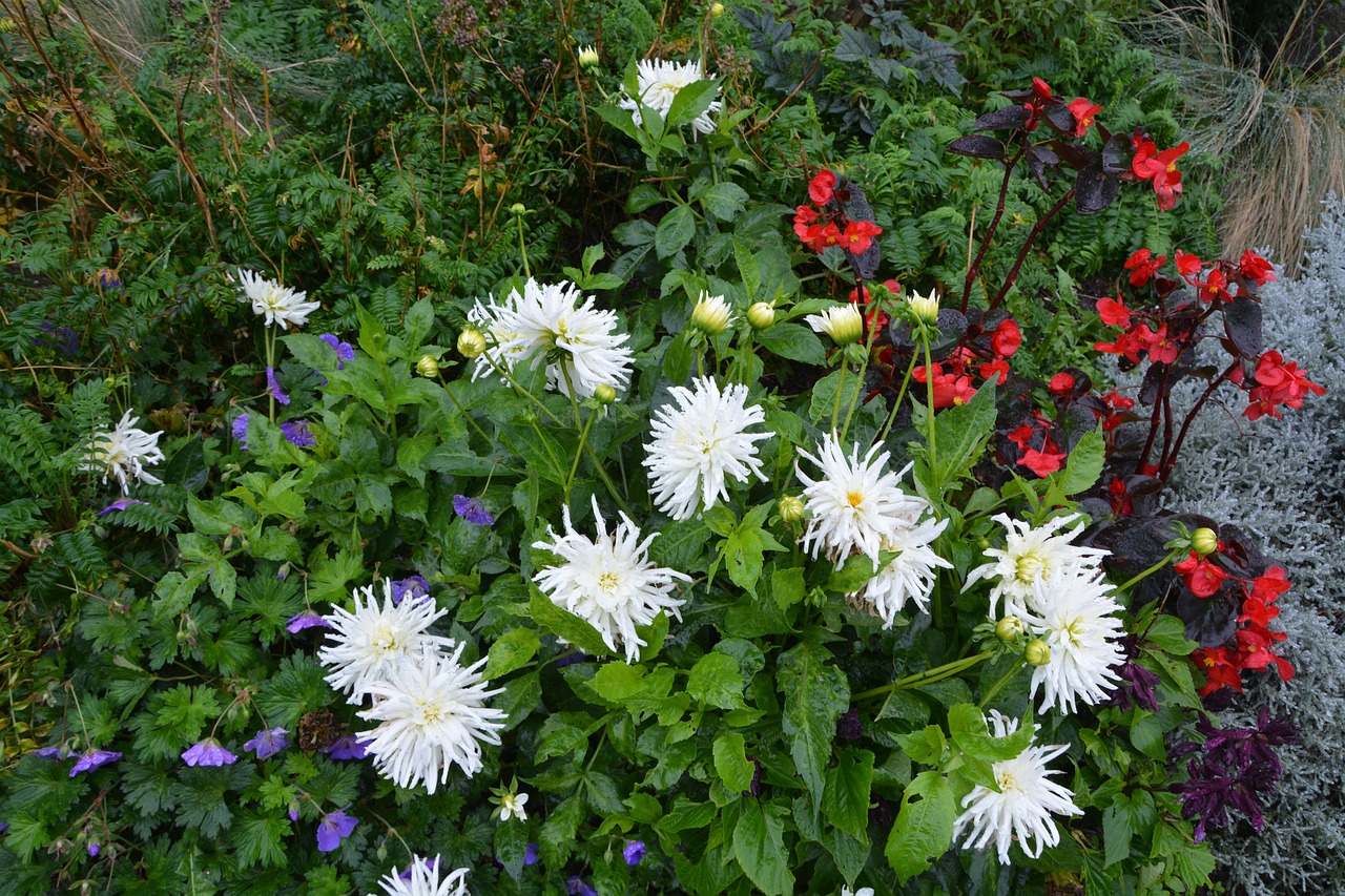 Massif de fleurs