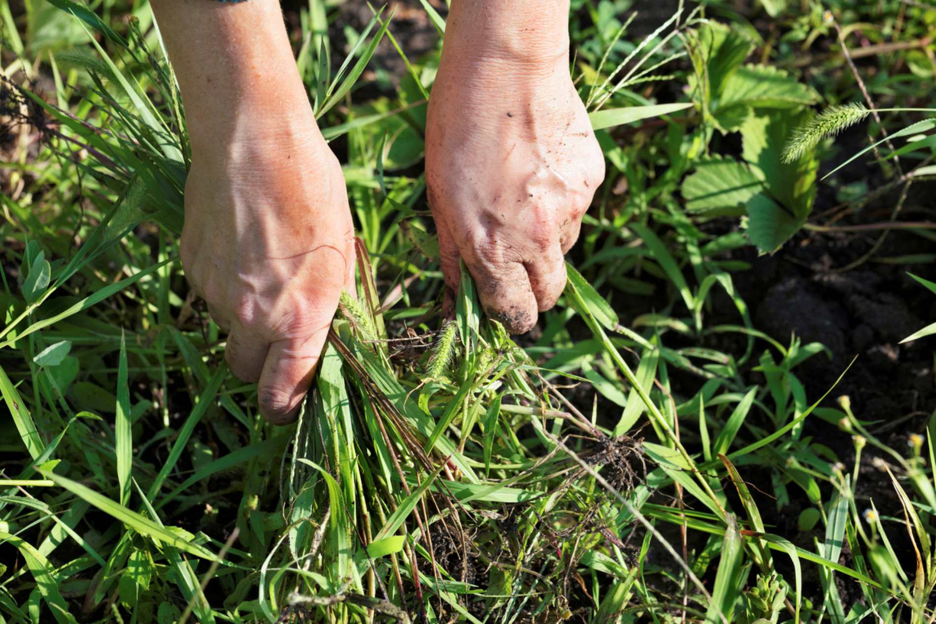 mauvaises herbes au potager