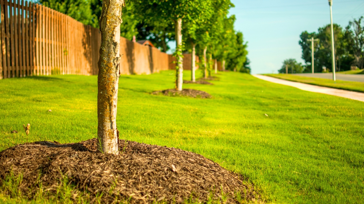 mulching pelouse
