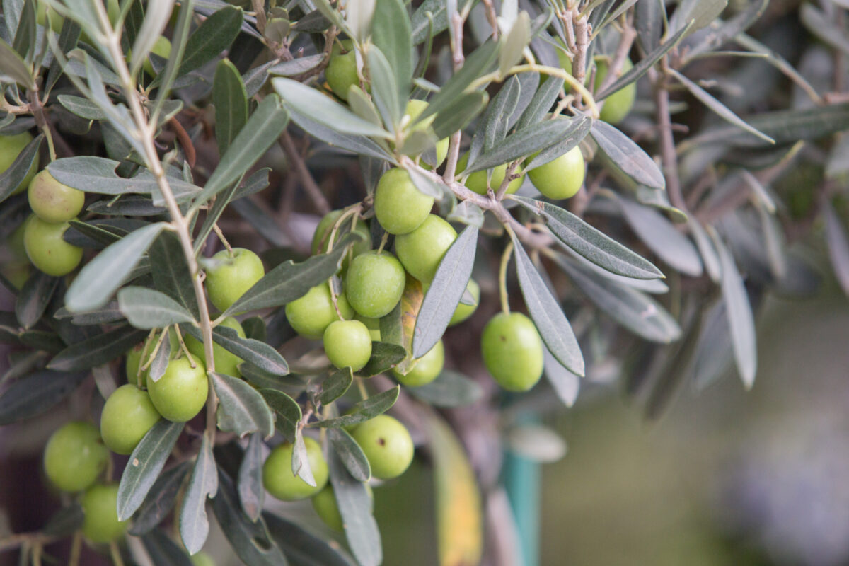 Arbres résistants à la sécheresse : ces espèces idéales survivent sans eau, parfait pour un jardin éco-responsable