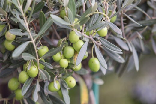 À épingler : Arbres résistants à la sécheresse : ces espèces idéales survivent sans eau, parfait pour un jardin éco-responsable !